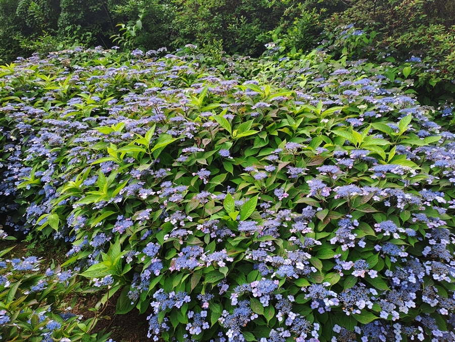 산수국꽃-04