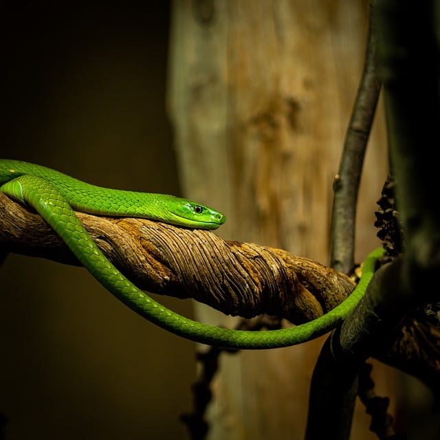 2024년 뱀띠운세