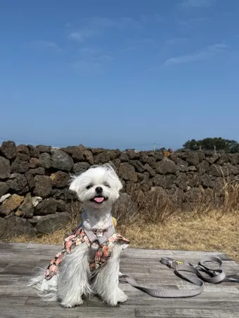 제주 반려견과 함께 가기 좋은 펫프렌들리 숙소 리스트_16