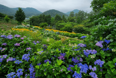 형형색색 남도수국축제 총정리