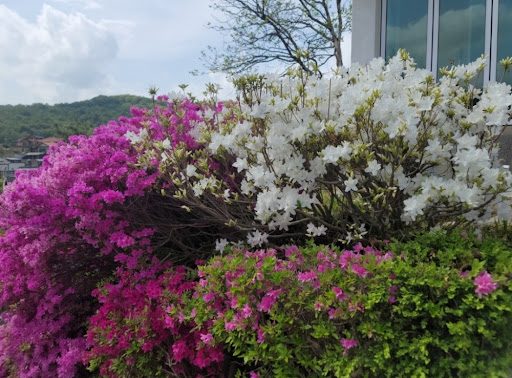 만개한-흰색과-진분홍색의-영산홍-울타리