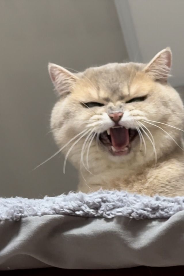 고양이에게 물림 원인