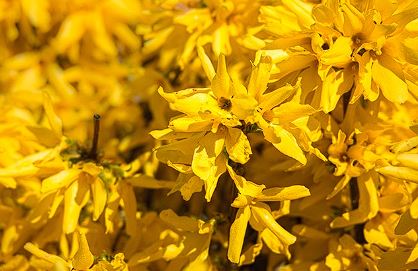 개나리 개화시기