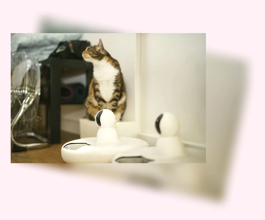 고양이 건강 관리_3_subsection