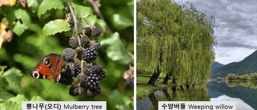 뽕나무와-수양버들