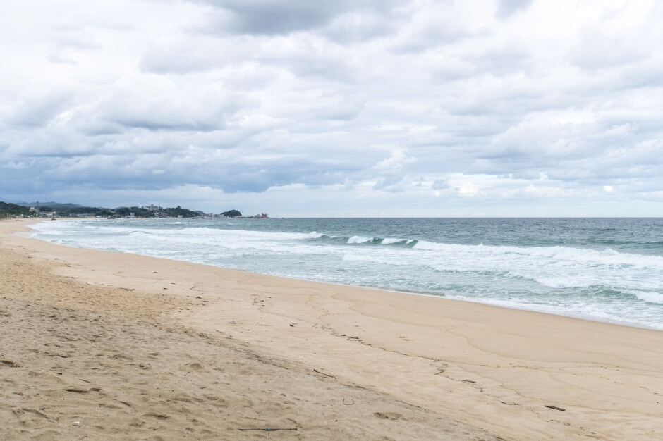 반려동물 해수욕장