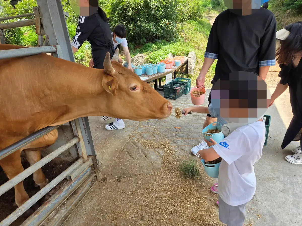 우사2&amp;#44; 소 먹이 주기