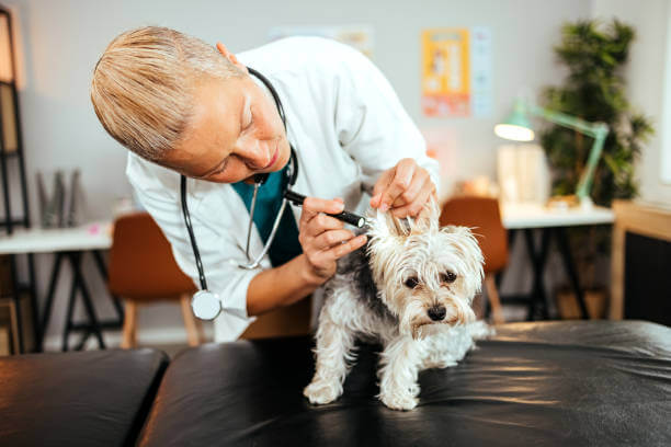 강아지 귀염증 치료비, 원인, 증상 알아보기