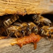 프로폴리스 효능