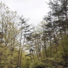 임업직불금