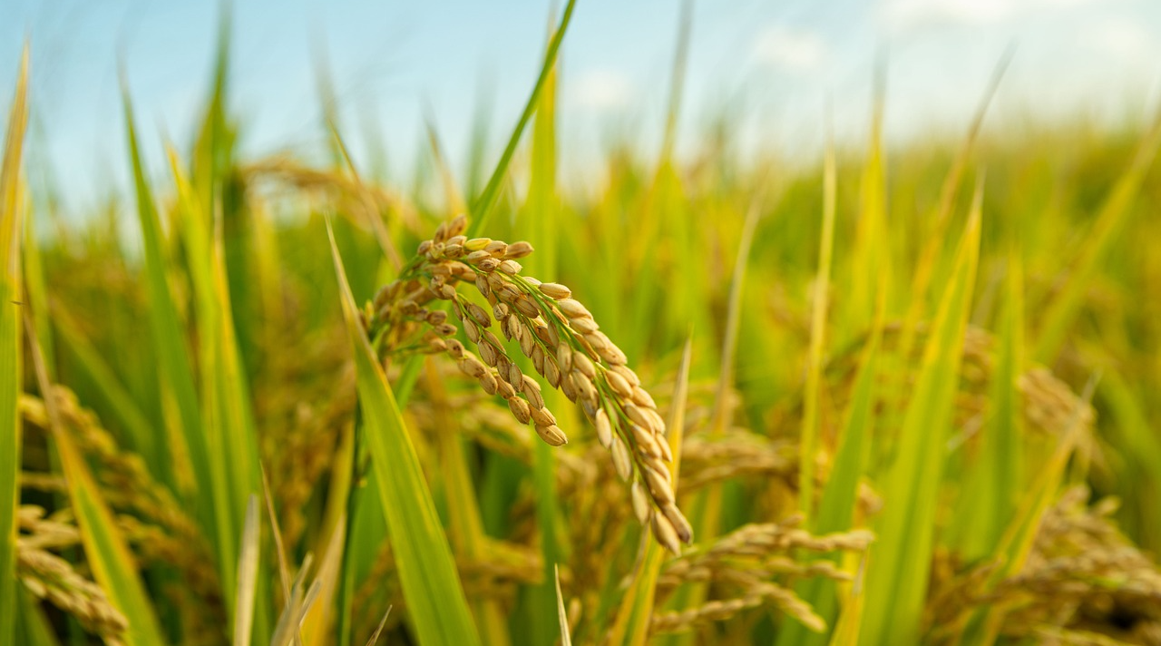 양곡법이란? 그 의미, 중요성과 장단점