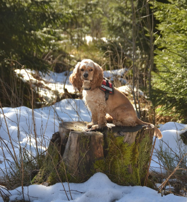 코카 스파니엘 사진