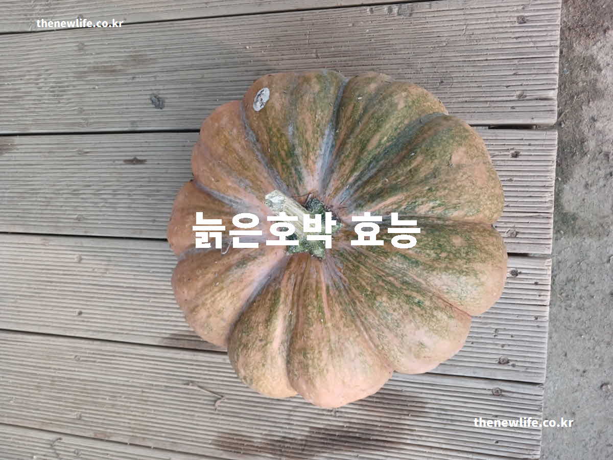 늙은 호박 효능 대표 실사진