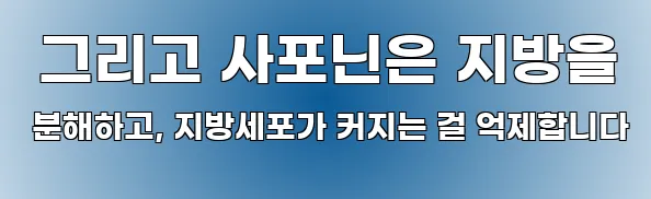  그리고 사포닌은 지방을 분해하고, 지방세포가 커지는 걸 억제합니다