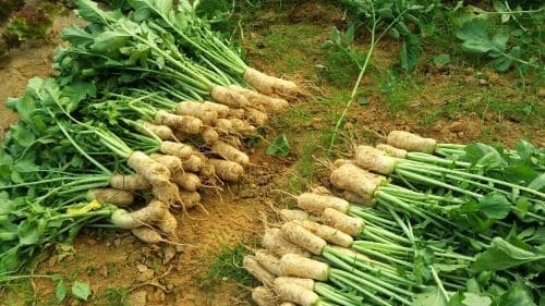 알타리무-재배법-재배시기-파종시기-심는시기-수확시기