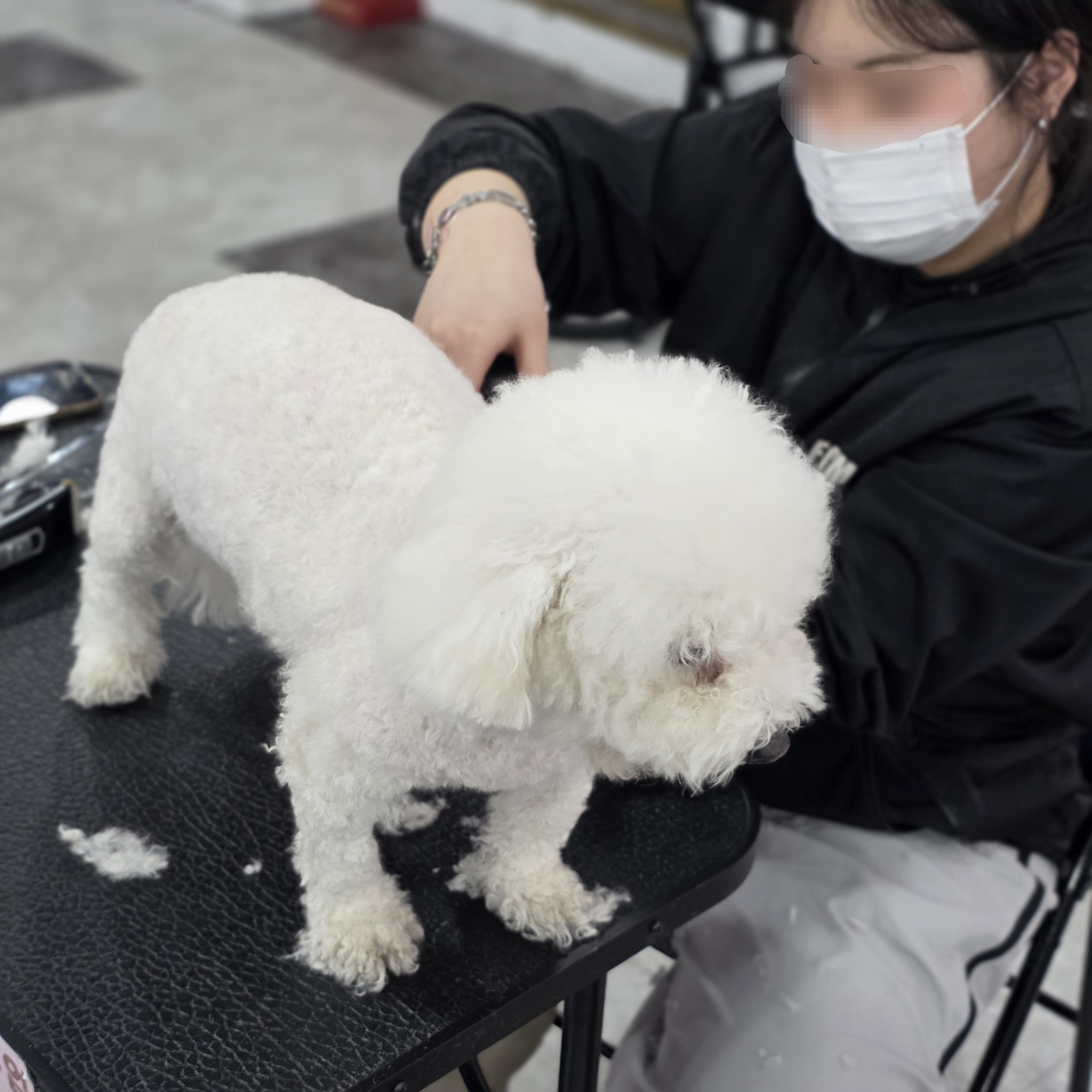 애견미용자격증학원