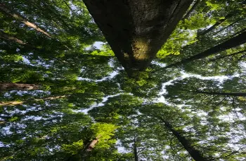 장태산 자연휴양림_14