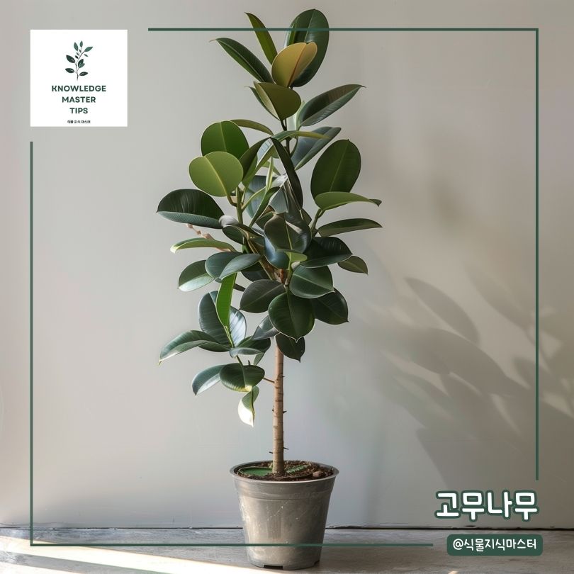 공기 정화 식물 - 고무 나무