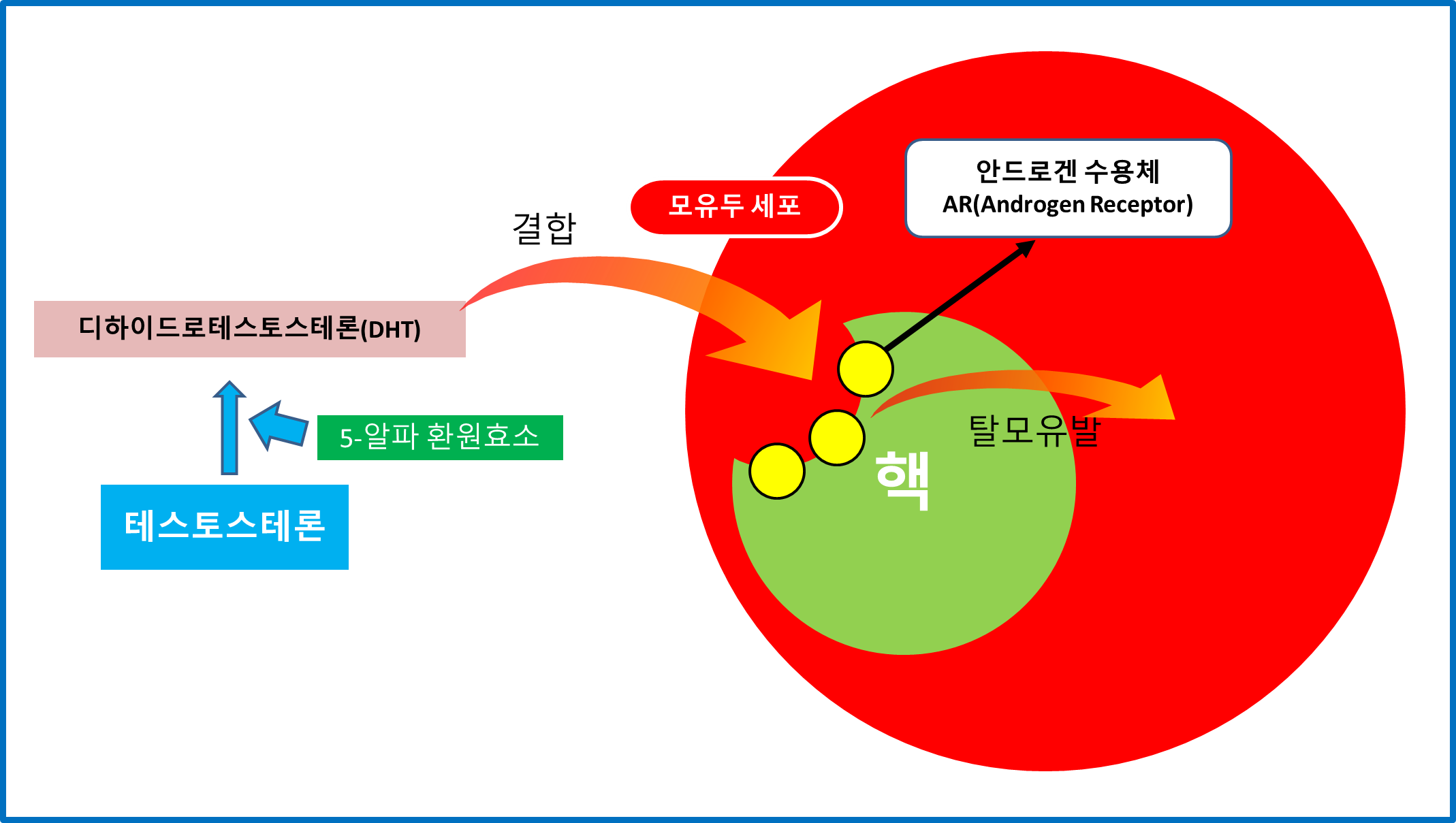 남성호르몬 탈모 메카니즘