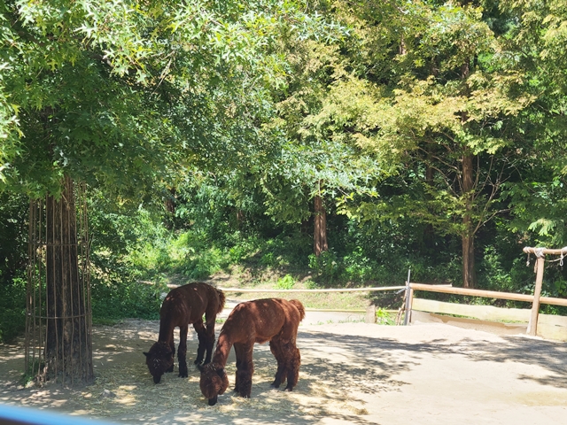풀을 뜯고있는 당나귀 두마리
