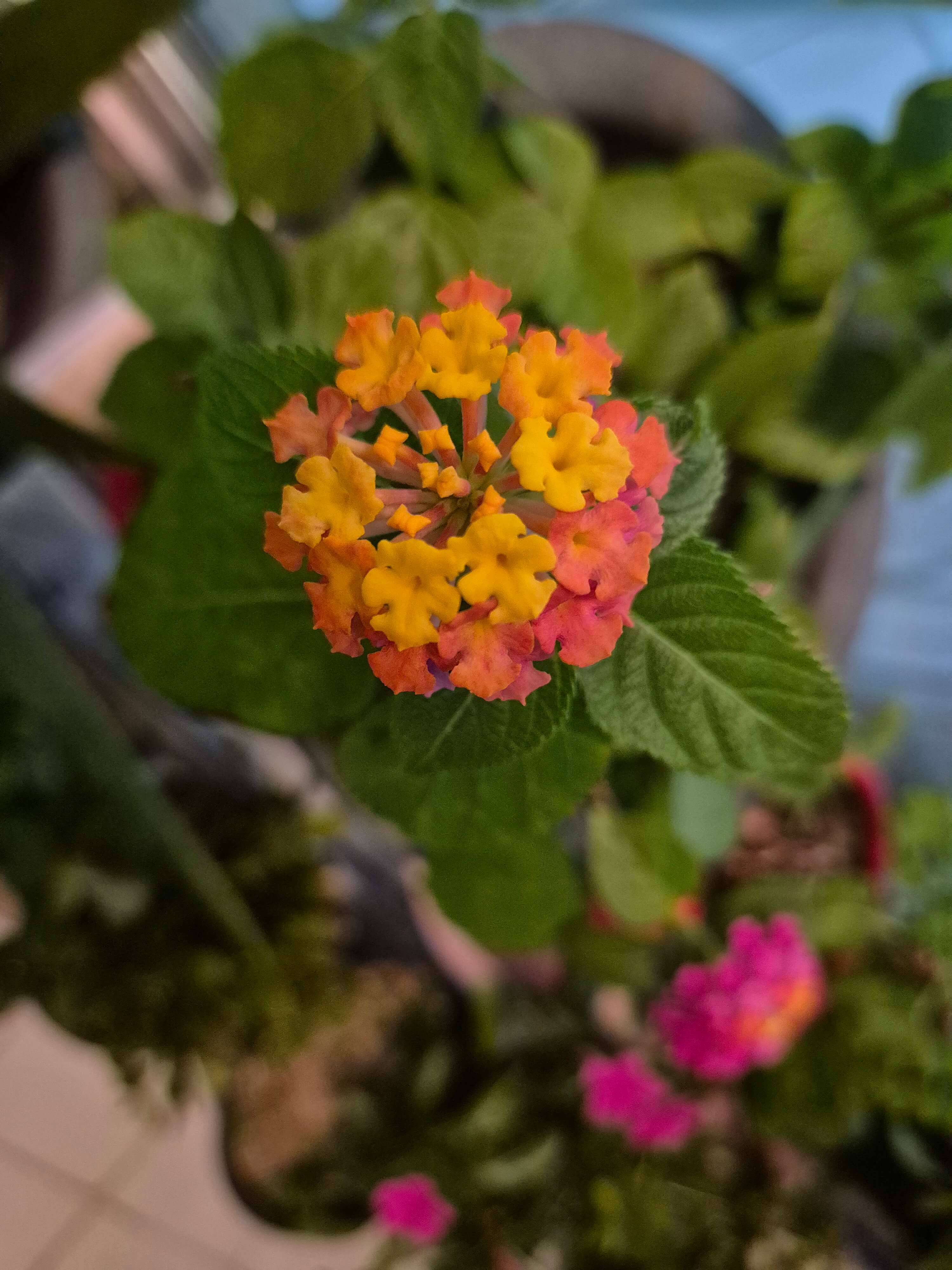 란타나와 관련된 사진입니다.