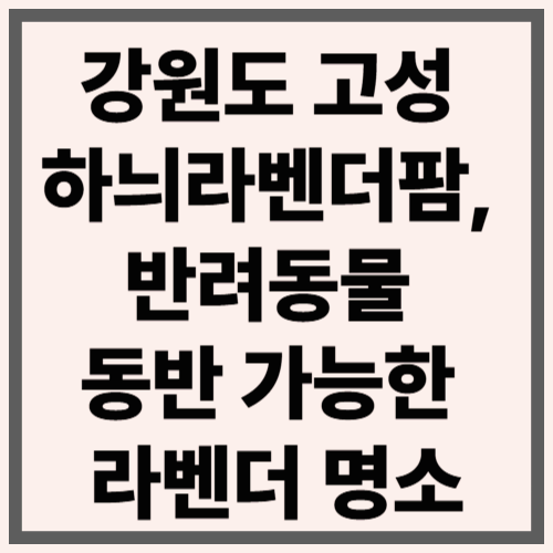강원도 고성 하늬라벤더팜, 반려동물 동반 가능한 라벤더 명소