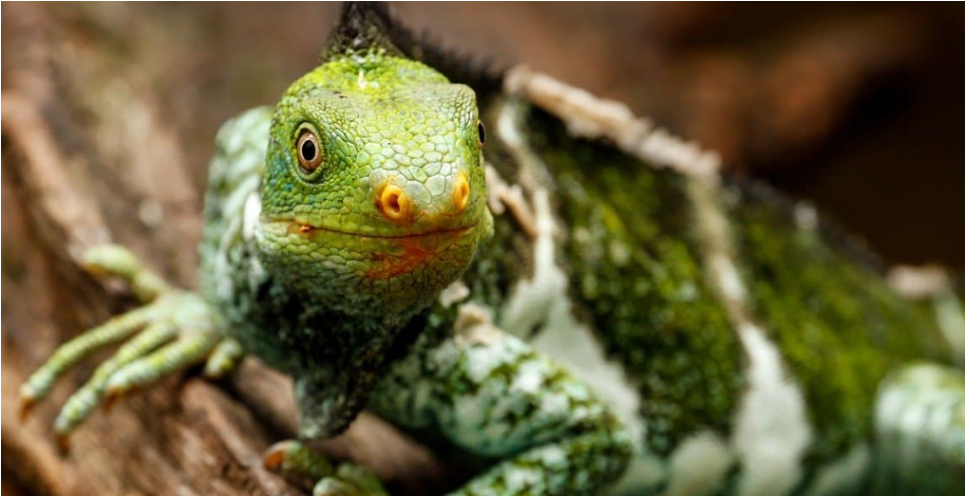 피지-술록이구아나1