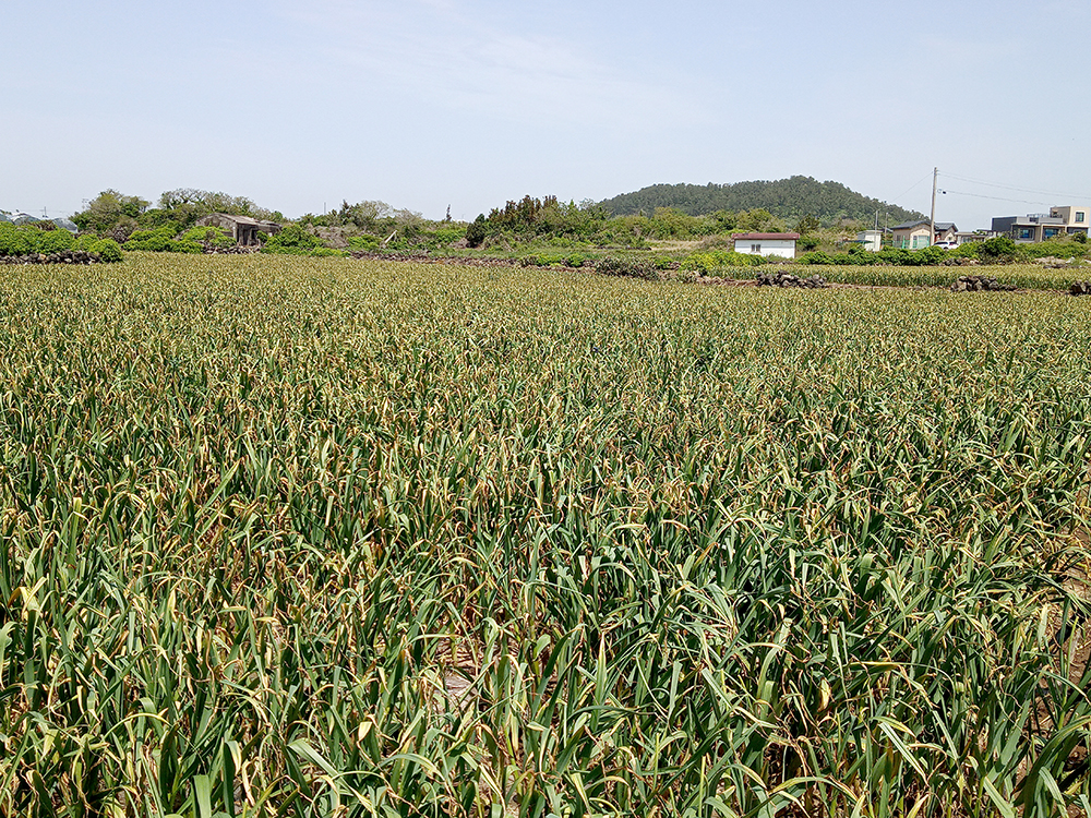 올레길 12코스: 무릉외갓집에서 용수리포구까지