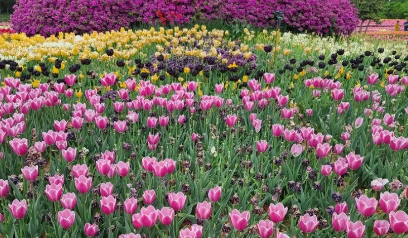 태안 튤립축제 주차장 정보, 이용 꿀팁, 주차장 동선