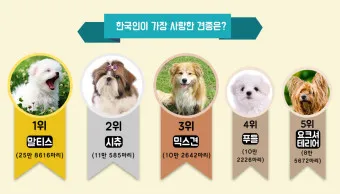 반려견 이름 작명 독특한 강아지 이름 제안_4