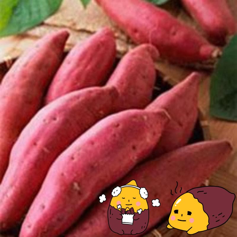 달고 맛있게 먹으려면? 숙성 비법