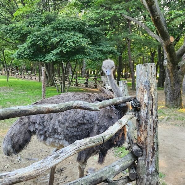 지하철 남이섬 가는 방법