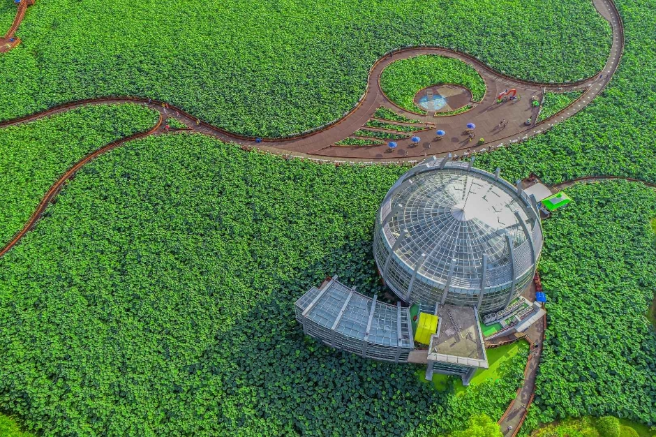 muan-lotus-festival-guide