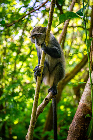 2025년 을사년 원숭이띠 신년 운세