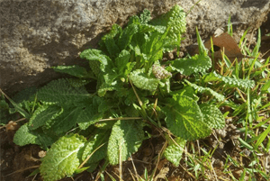 곰보배추 효능08