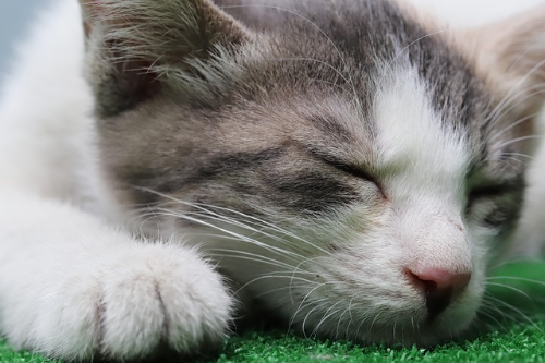 실내묘도 아플 수 있어요. 백신이 지켜주는 고양이 건강, 초보집사 팁