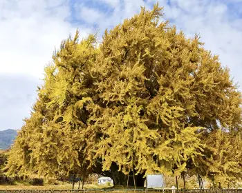 반계리 은행나무_15