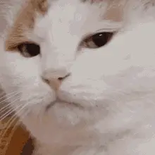 클립보드의 애니메이션 gif 기능