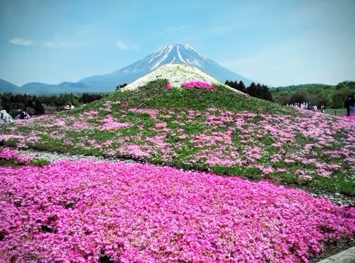고양국제꽃박람회 2025! 일산 호수공원 개막일·입장료·주차 총정리