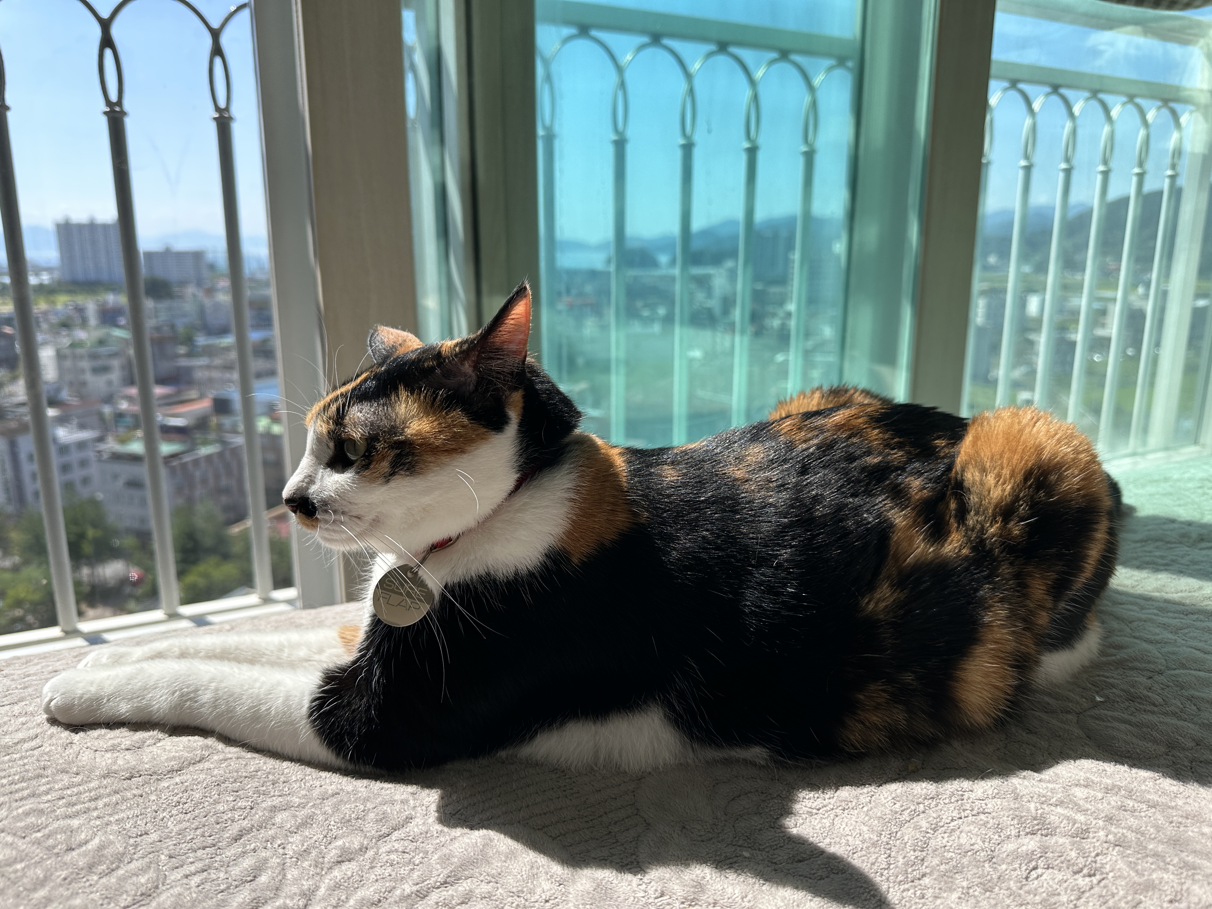 침대_위에서_가을햇살_즐기는_삼색이_다다