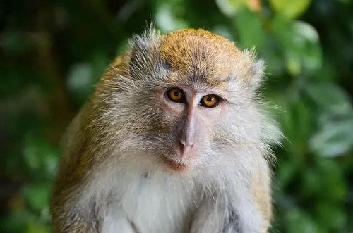 경신일주 무식상 성격 분석 