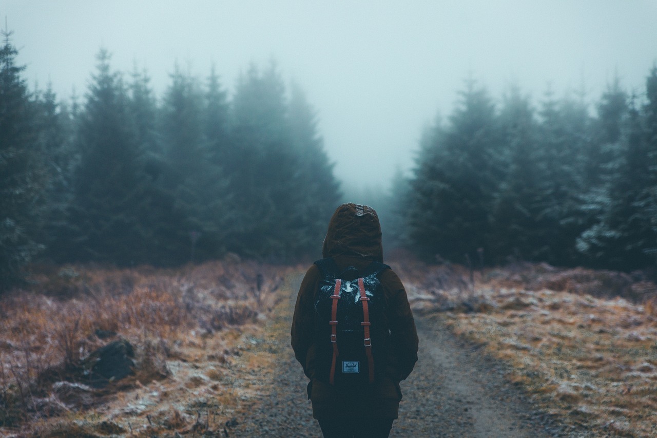 foggy forest walk 관련 사진