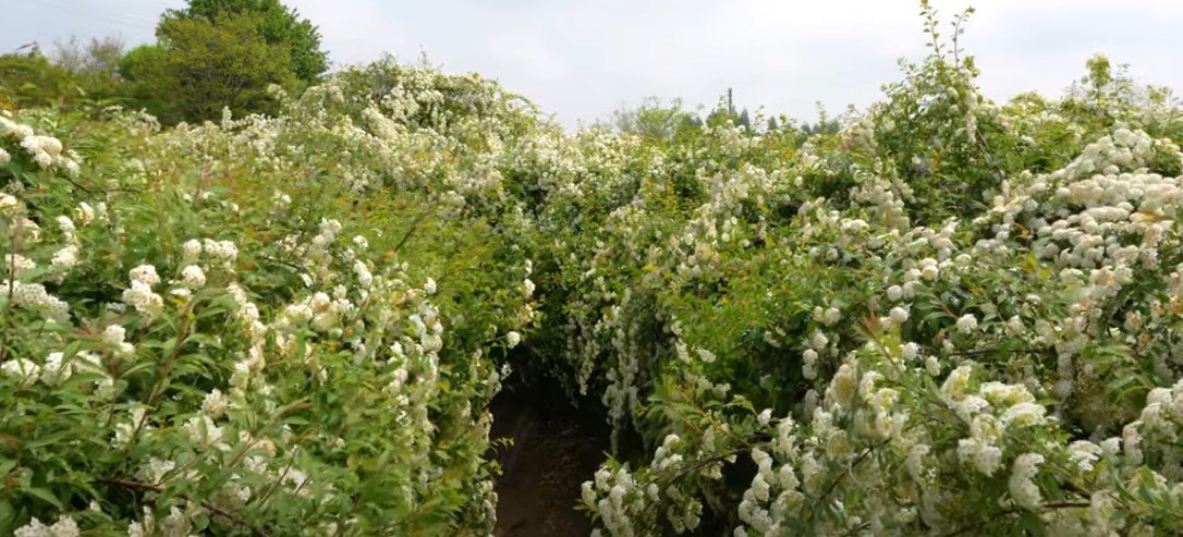 5월에 꼭 가봐야 할 적국 봄꽃 명소