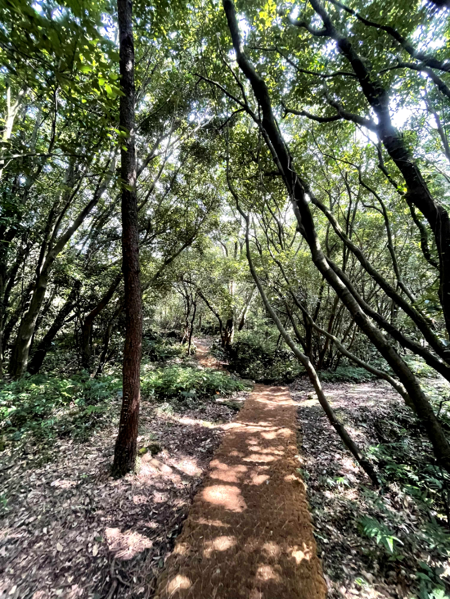 제주 곶자왈 도립공원 산책길