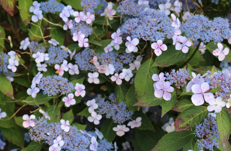 기초연금 부부수령액