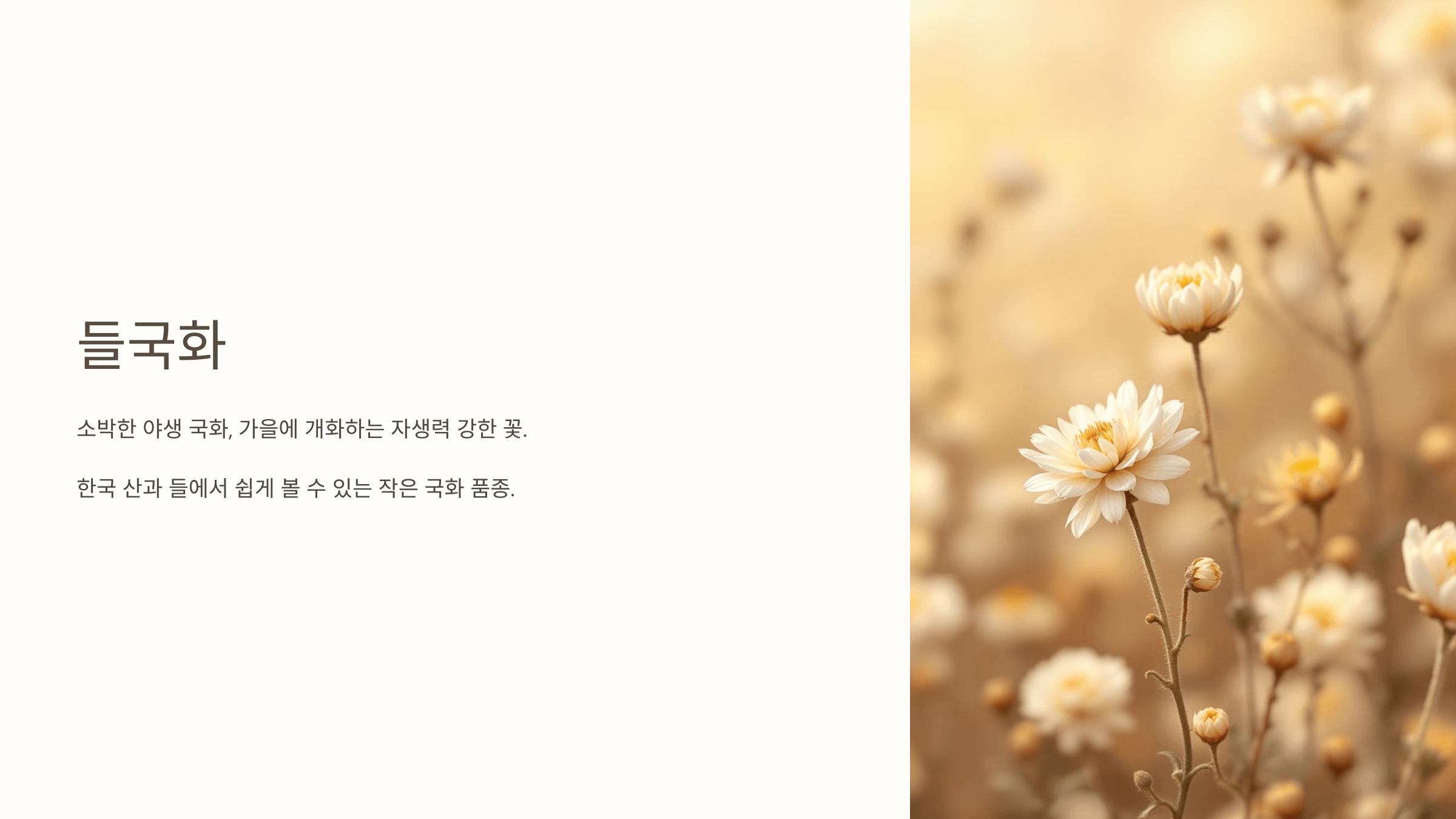 국화꽃과 관련된 사진입니다.