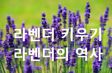 라벤더 키우기 라벤더의 역사 Lavender