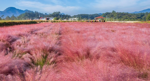 나라공원 핑크뮬리