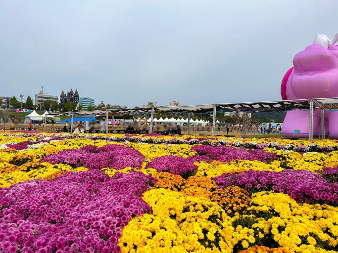 2025 가을꽃 감성 공주 미르섬 여행 사진