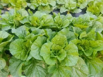 배추 재배 정식 시기 석회 뿌리기 벌레 예방_4